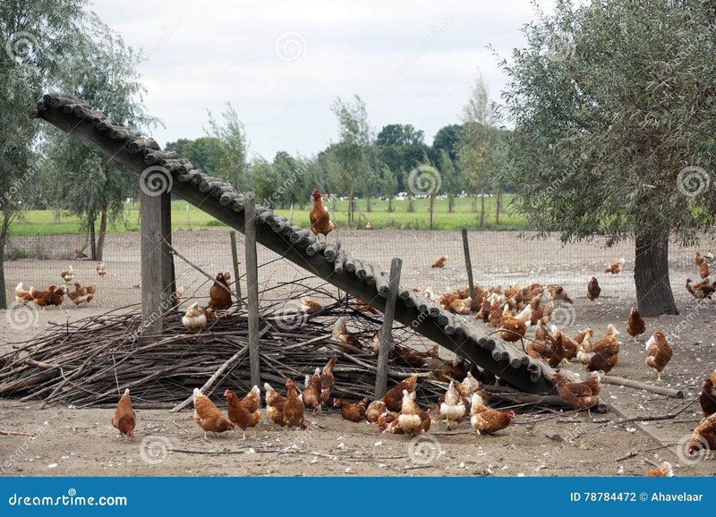 A look at chicken road gokkast